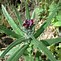 Image result for cynoglossum_officinale