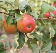 Image result for Zesty Apple Tree