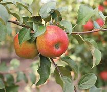 Image result for Honeycrisp Apple Tree Leaves