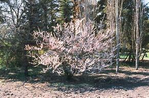 Image result for Prunus tomentosa