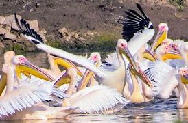 Image result for Pelican Scooping Up a Fish