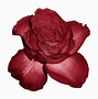 Image result for Red Flower White Background
