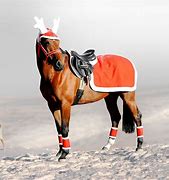 Image result for Horse Christmas Dress Up