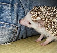 Image result for Funny Hedgehog