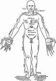 Image result for Anatomical View of the Human Body