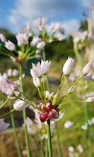 Image result for Allium roseum