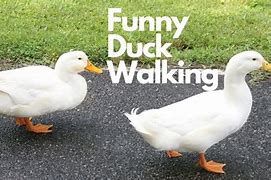Image result for Walking Duck Meme