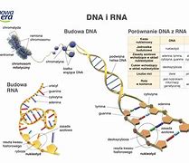 Image result for cytozyna