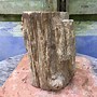 Image result for Petrified Tree Trunk