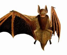 Image result for Bat Drawing