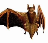 Image result for Bat Standing