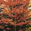 Image result for Autumn Blaze Maple Leaf