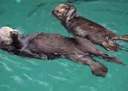 Image result for Sea Otter Cub