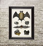 Image result for Vintage Bat Print