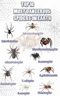 Image result for Top 10 Most Dangerous Spiders