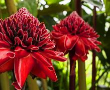 Image result for Red Flowers Brazil