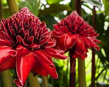 Image result for Brazil Plants and Flowers