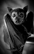 Image result for Cutest Bat Alive