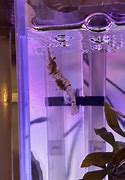 Image result for Amano Shrimp in an Aquarium