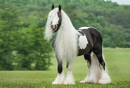 Image result for Rare Gypsy Vanner Horses
