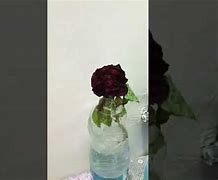 Image result for Wit Her Rose Real Life
