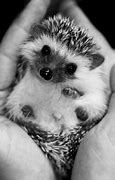 Image result for Difference Between a Hedgehog and a Porcupine