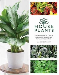 Image result for Easy to Grow Common Houseplants