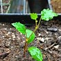 Image result for Grape Small Plant