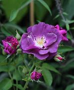 Image result for Rosa Rhapsody in blue (r)