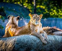 Image result for co_to_znaczy_zootechnik