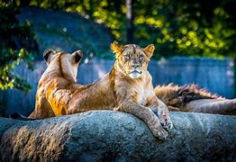 Image result for co_to_za_zootechnik