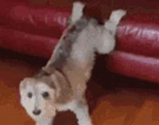 Image result for Barbie Dogs Dancing Meme GIF