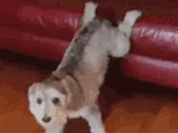 Image result for Barbie Dogs Dancing GIF Funny
