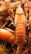 Image result for Saltwater Yabbies