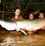 Image result for The Biggest Shark Ever Recorded