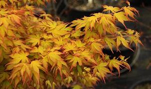 Image result for Acer palmatum Katsura