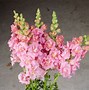 Image result for Snapdragon Bright Butterflies