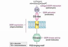 Image result for DDR1 Protein