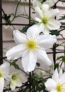 Image result for Clematis Avalanche