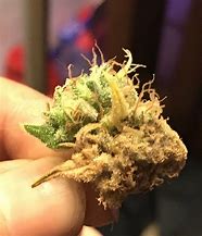 Image result for LED Causes White Buds