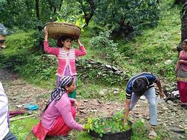 Image result for Local People and Forest