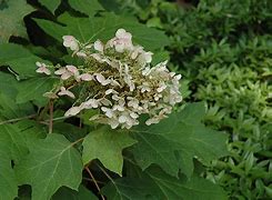 Image result for Hydrangea quercifolia Ice Crystal