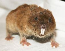 Image result for Vole