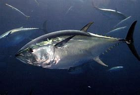 Image result for Bluefin Tuna