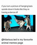 Image result for Upside Down Bats Meme