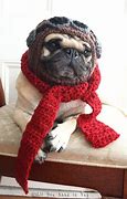 Image result for Pug Red Baron