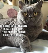 Image result for Sassy Cat Meme