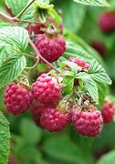 Image result for Bedell Raspberry