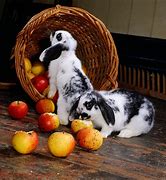 Image result for Animal Eating Apple