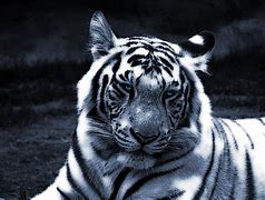 Image result for White Tiger Kung Fu